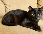 Кошки в Москве: Чёрный котёнок в добрые руки Мальчик, Бесплатно - фото 1