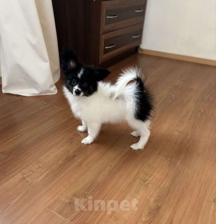 Собаки в Санкт-Петербурге: Яркий мальчик папильона/папийона  Мальчик, 50 000 руб. - фото 4