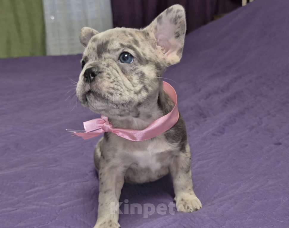 Собаки в Москве: Девчонка Девочка, 65 000 руб. - фото 1