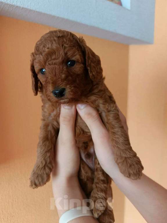 Собаки в Щелково: Той пудель Мальчик, 60 000 руб. - фото 2