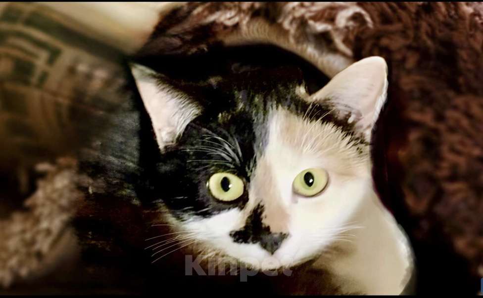 Кошки в Санкт-Петербурге: Котенок подросток Тася ищет дом  Девочка, Бесплатно - фото 2