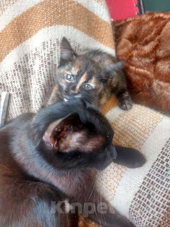 Кошки в Москве: Чудесный котенок 2 месяца в добрые руки. Девочка, Бесплатно - фото 2
