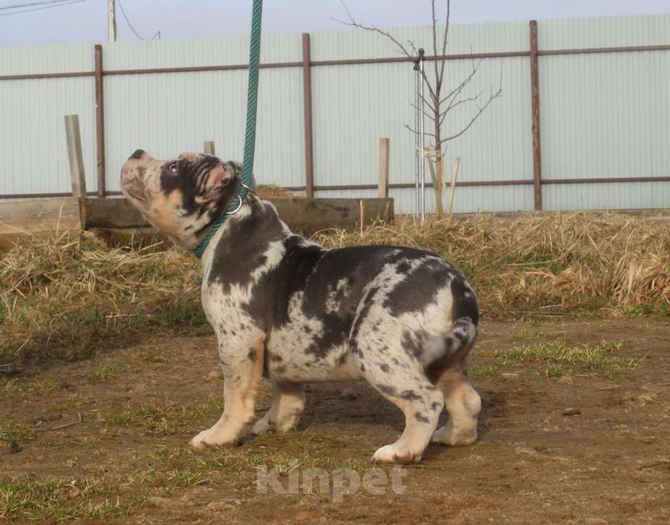 Собаки в Всеволожске: ММ ДЕМАР РОККО Мальчик, Бесплатно - фото 2