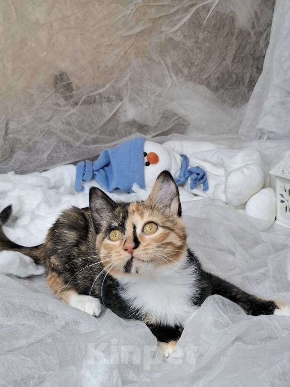 Кошки в Москве: Котёнок с капелькой на носу в поисках хозяев  Девочка, Бесплатно - фото 6