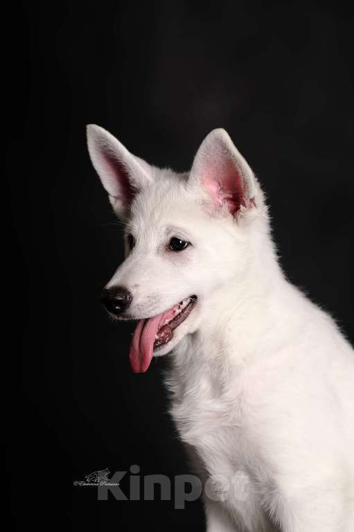 Собаки в других городах Иркутской области: Шикарная девочка Белой Швейцарской Овчарки Девочка, 65 000 руб. - фото 2