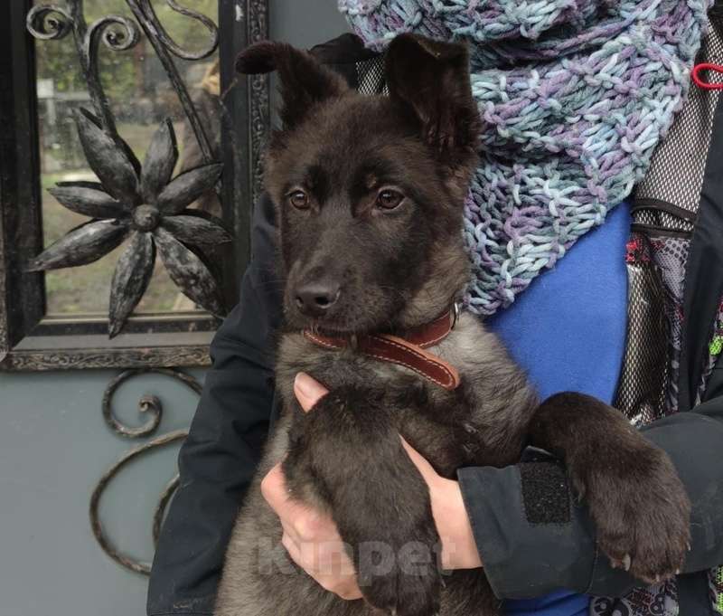 Собаки в Москве: Щенки метисы лабрадора и овчарки в добрые руки Девочка, Бесплатно - фото 3