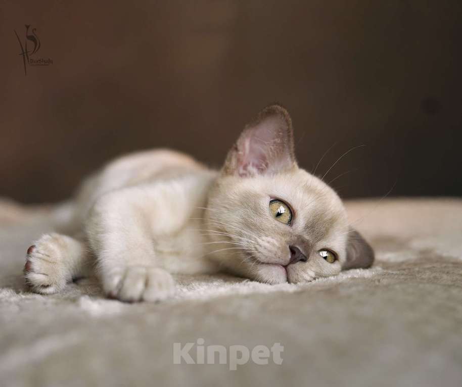 Кошки в Москве: Европейская Бурма шоколадная Девочка Девочка, Бесплатно - фото 2