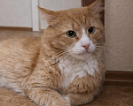 Кошки в Санкт-Петербурге: Рыжика предал хозяин- нужен другой хозяин Мальчик, Бесплатно - фото 2