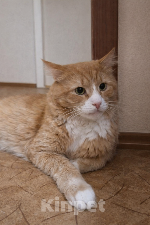 Кошки в Санкт-Петербурге: Рыжика предал хозяин- нужен другой хозяин Мальчик, Бесплатно - фото 2