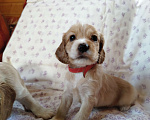 Собаки в других городах Московской области: Щенки английский кокер спаниель Мальчик, 22 000 руб. - фото 7