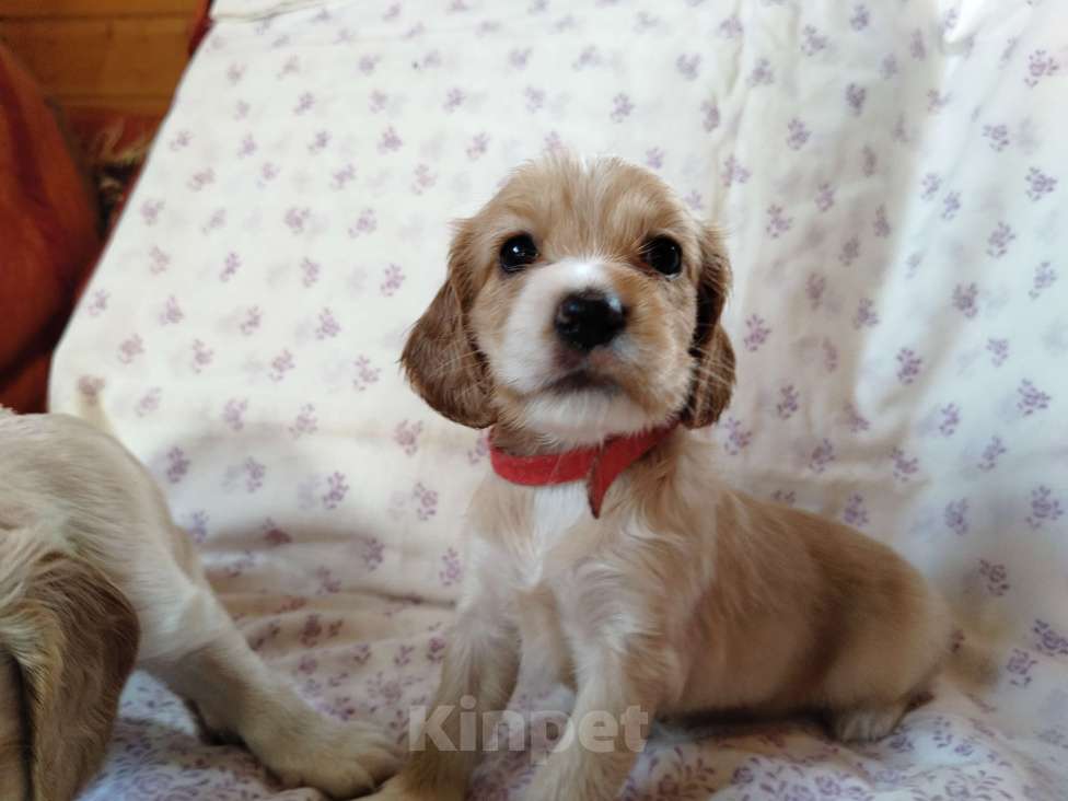 Собаки в других городах Московской области: Щенки английский кокер спаниель Мальчик, 22 000 руб. - фото 7