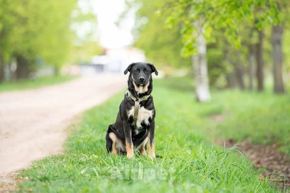 Собаки в Москве: Щенок в дар  Мальчик, Бесплатно - фото 8