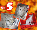 Кошки в Балашихе: Кошечка Соня в добрые руки Девочка, Бесплатно - фото 1
