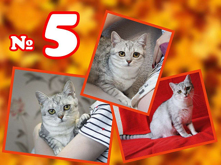 Объявление: Кошечка Соня в добрые руки, Бесплатно, Балашиха