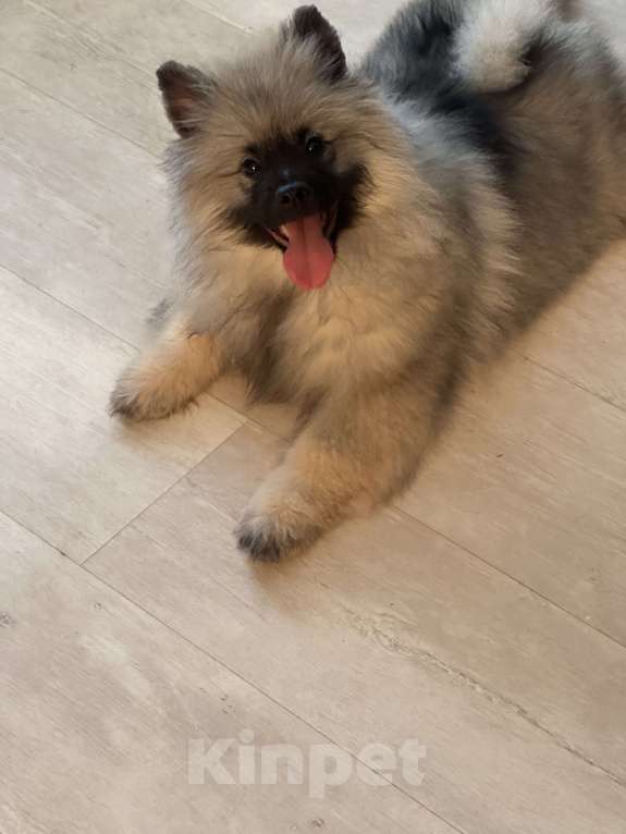 Собаки в Москве: Вольфшпиц КЕЕСХОНД Девочка, 100 000 руб. - фото 4