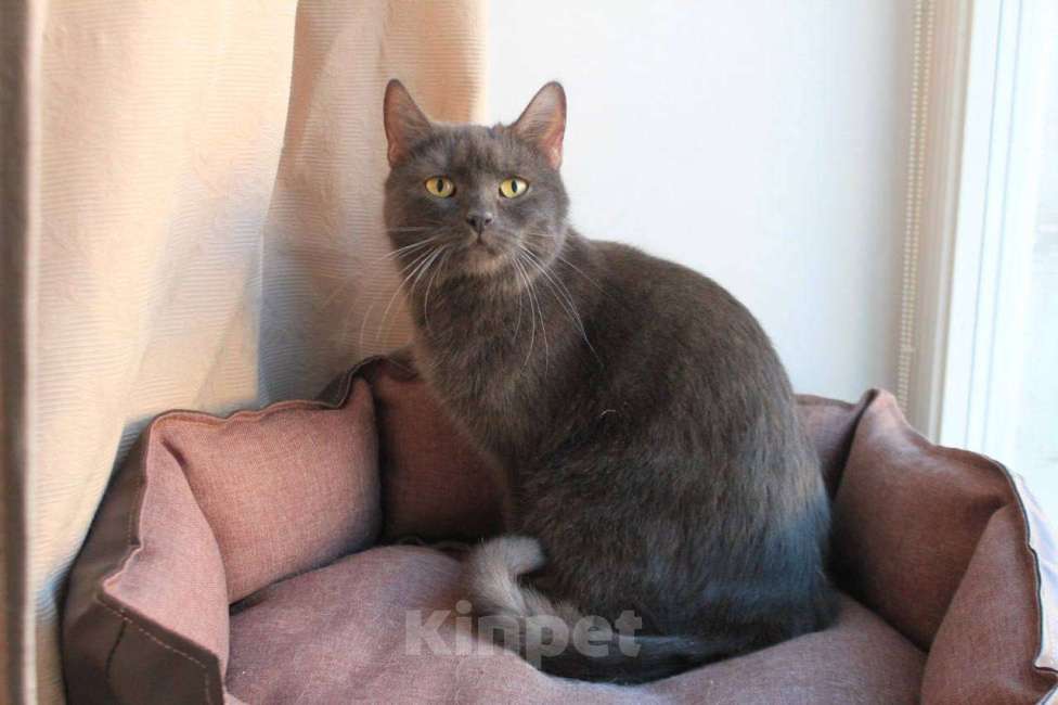 Кошки в Москве: МАЛЬВИНА — дымчатая кошечка с любящим сердцем 💙 Девочка, Бесплатно - фото 4