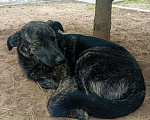 Собаки в Ногинске: Крупный щенок в добрые руки Девочка, Бесплатно - фото 4