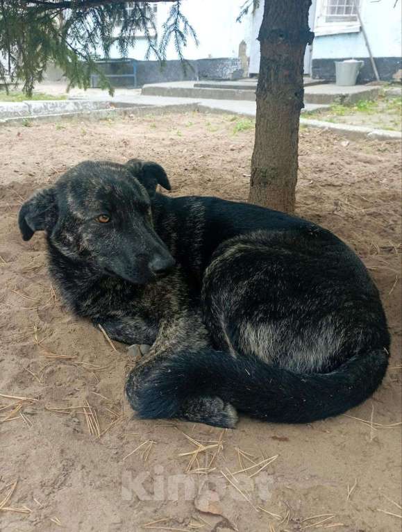 Собаки в Ногинске: Крупный щенок в добрые руки Девочка, Бесплатно - фото 4