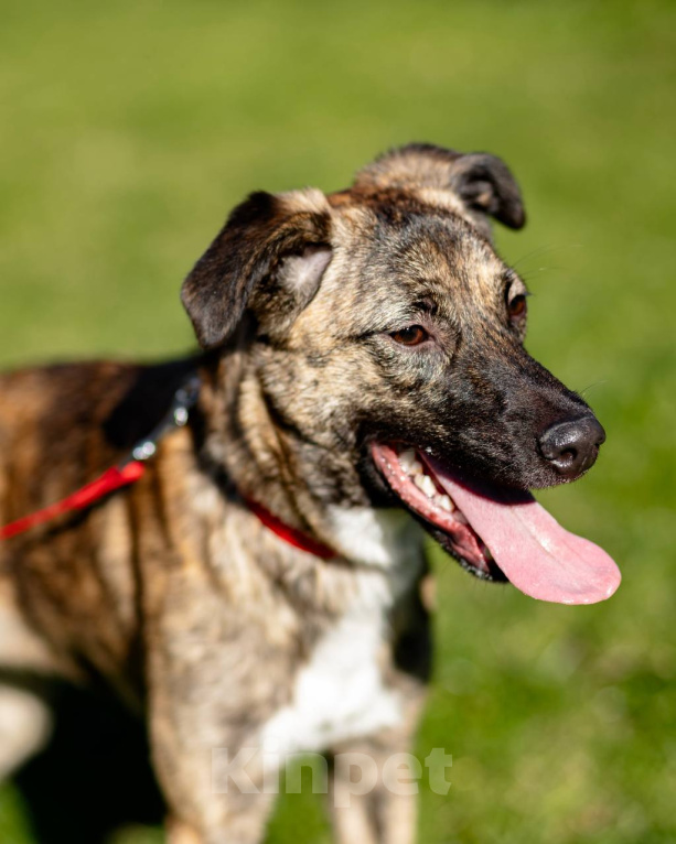 Собаки в Москве: Привет! Я Адель! Мне очень нужен дом Девочка, Бесплатно - фото 3