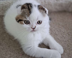 Кошки в Ярославле: Шотландский вислоухий короткошерстный мальчик Мальчик, 35 000 руб. - фото 7