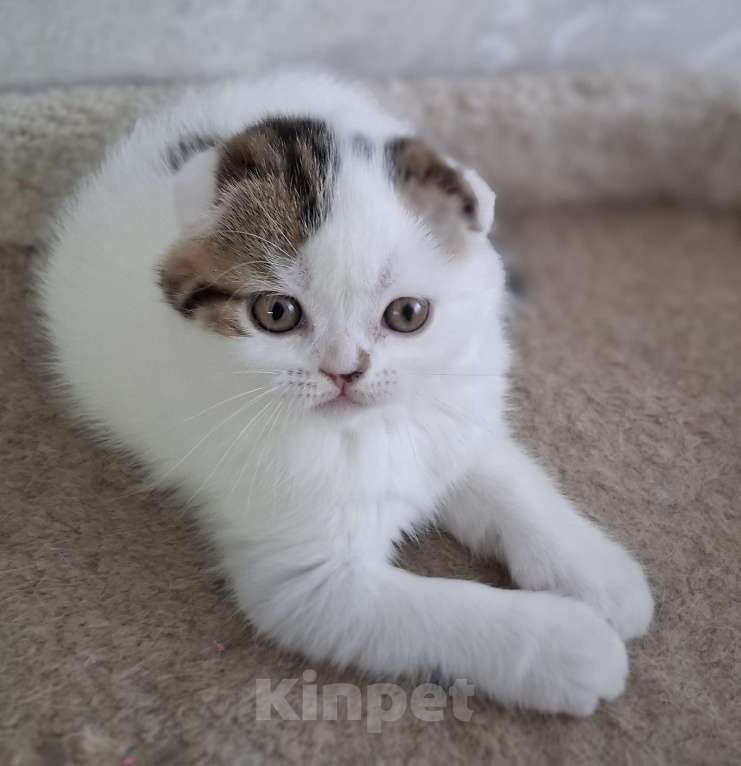 Кошки в Ярославле: Шотландский вислоухий короткошерстный мальчик Мальчик, 35 000 руб. - фото 7