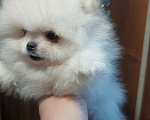 Собаки в Киржаче: продажа щенков Мальчик, 35 000 руб. - фото 1