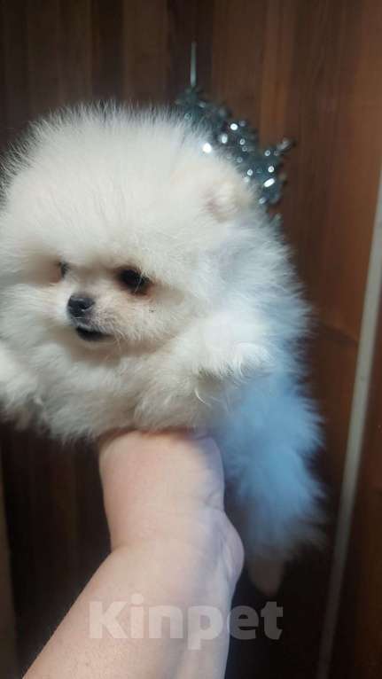 Собаки в Киржаче: продажа щенков Мальчик, 35 000 руб. - фото 1