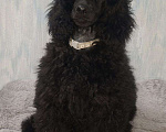 Собаки в Санкт-Петербурге: Пудель средний, сука черного окраса Девочка, 90 000 руб. - фото 1