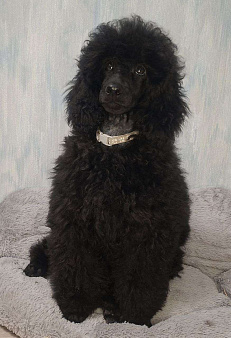 Пудель средний, сука черного окраса