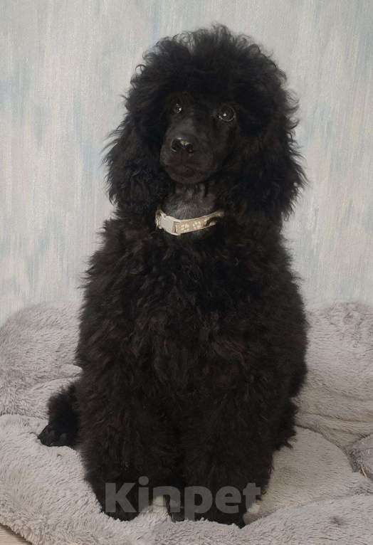 Собаки в Санкт-Петербурге: Пудель средний, сука черного окраса Девочка, 90 000 руб. - фото 1