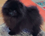 Собаки в других городах Московской области: Щенок померанский шпиц Мальчик, 70 000 руб. - фото 9