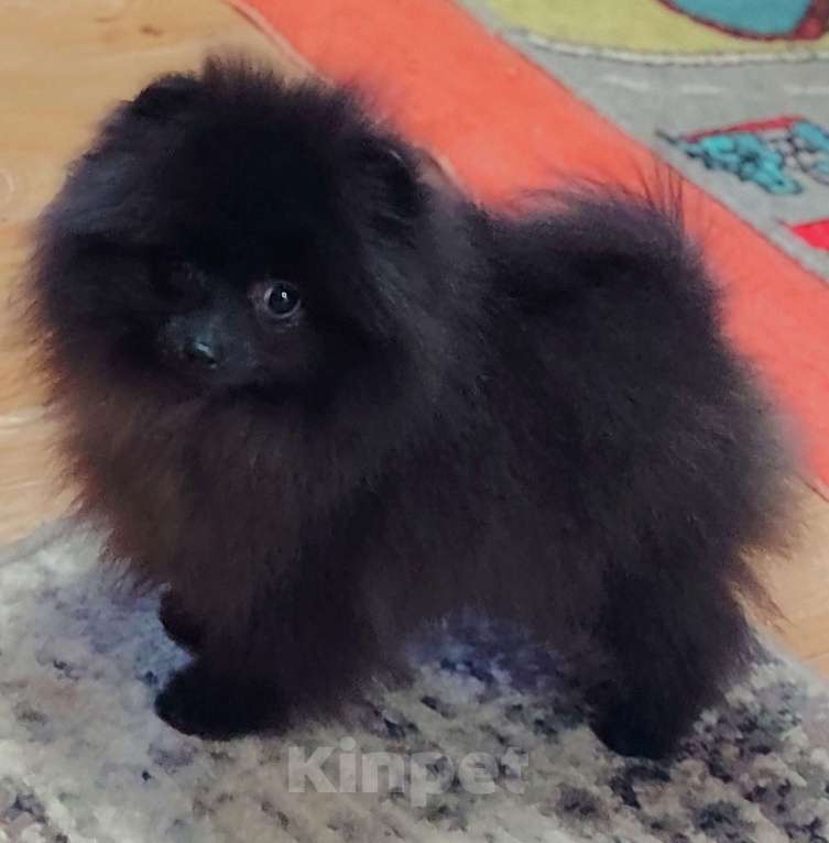 Собаки в других городах Московской области: Щенок померанский шпиц Мальчик, 70 000 руб. - фото 9