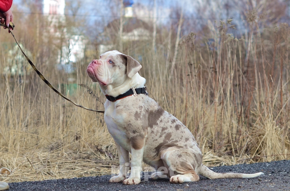 Собаки в Москве: Девочки Староанглийского бульдога  Девочка, 50 000 руб. - фото 6