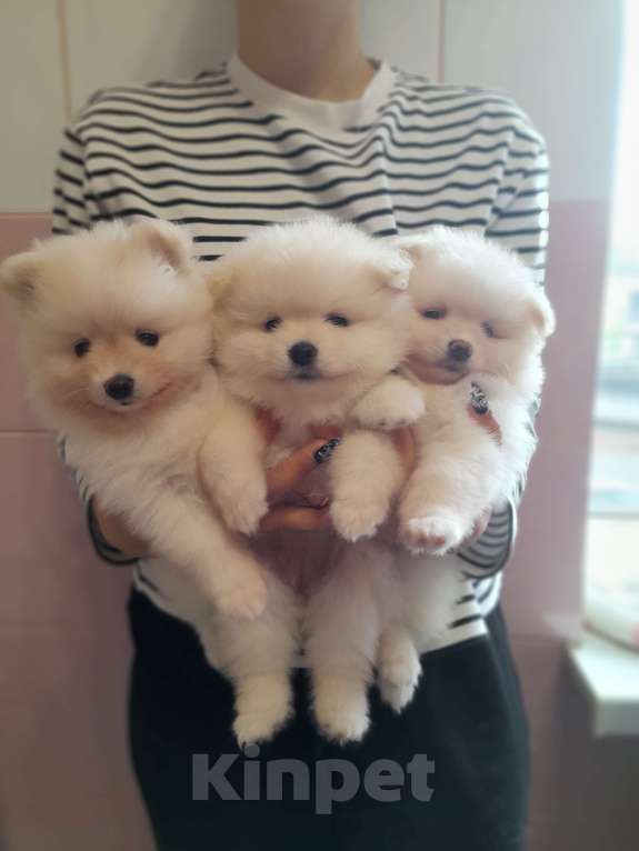 Собаки в Брянске: Немецкий шпиц щенок Девочка, 30 000 руб. - фото 3