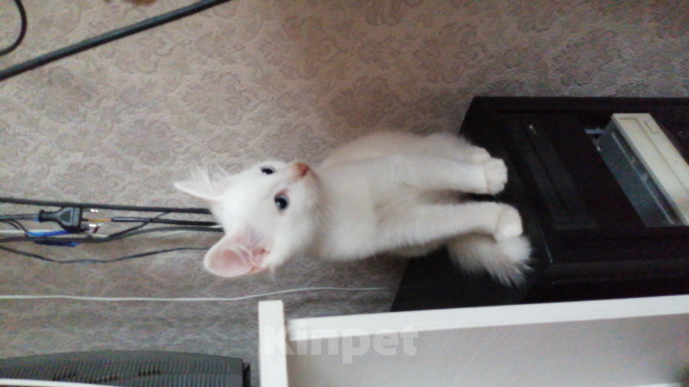 Кошки в Волгограде: Белик Мальчик, Бесплатно - фото 1