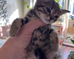 Кошки в Екатеринбурге: Котенок девочка Девочка, 1 800 руб. - фото 1
