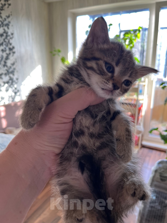 Кошки в Екатеринбурге: Котенок девочка Девочка, 1 800 руб. - фото 1
