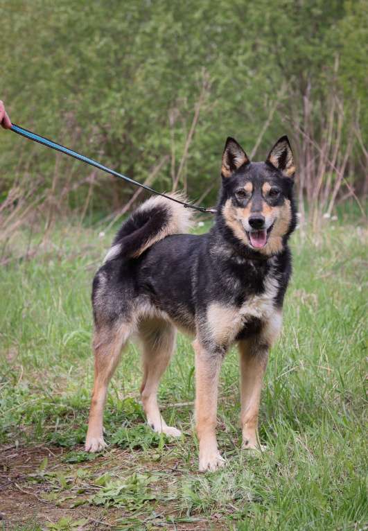 Собаки в Москве: Альфе нужен дом  Девочка, Бесплатно - фото 4