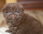 Кошки в Нижнем Новгороде: Шотландский вислоухий шоколадный котик Мальчик, 50 000 руб. - фото 2
