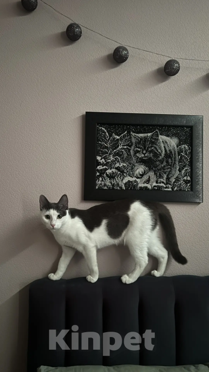Кошки в Москве: Фру ищет дом и семью! Девочка, Бесплатно - фото 8