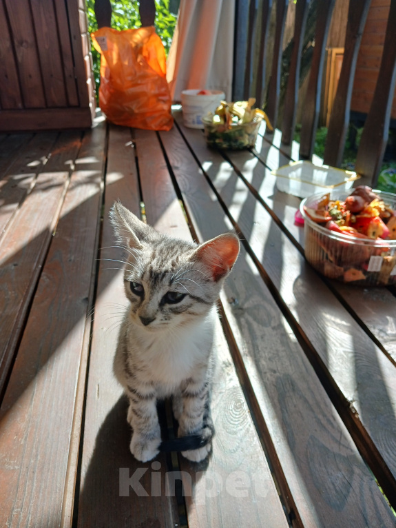 Кошки в Серпухове: Котенок в добрые руки Девочка, Бесплатно - фото 3