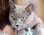 Кошки в Москве: Роскошный молодой кот Сапфир в добрые руки Мальчик, Бесплатно - фото 6