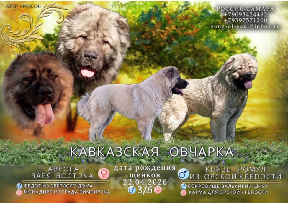 Собаки в Самаре: Кавказская овчарка щенки, РКФ Разнополые, 5 000 руб. - фото 8