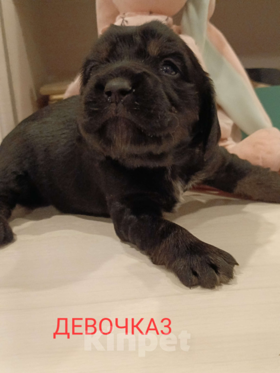 Собаки в Москве: Девочка 3 Девочка, 30 000 руб. - фото 1