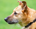 Собаки в Раменском: Ищет дом энергичная Альма! Девочка, Бесплатно - фото 5