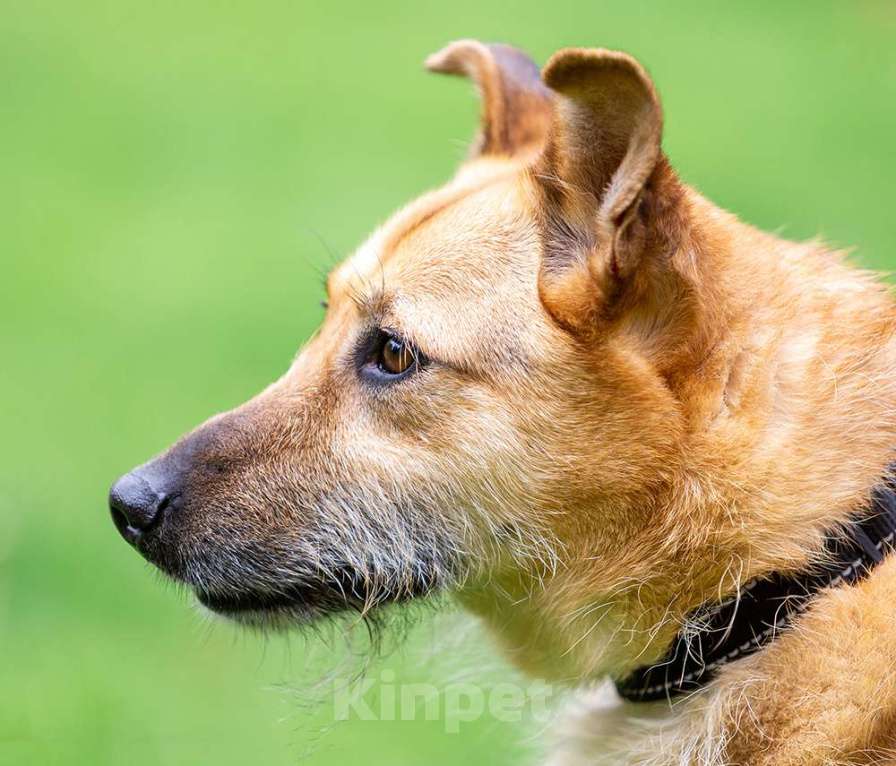 Собаки в Раменском: Ищет дом энергичная Альма! Девочка, Бесплатно - фото 5