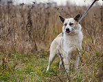 Собаки в Домодедово: Принцесса Эльза  Девочка, 1 руб. - фото 4