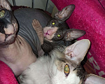 Кошки в Ачинске: Донской сфинкс продам, 4 000 руб. - фото 5