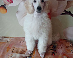 Собаки в Москве: Пудель малый средний белый Мальчик, 80 000 руб. - фото 2