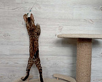 Кошки в Миассе: Бенгальский котенок Илья Муромец Мальчик, 35 000 руб. - фото 5